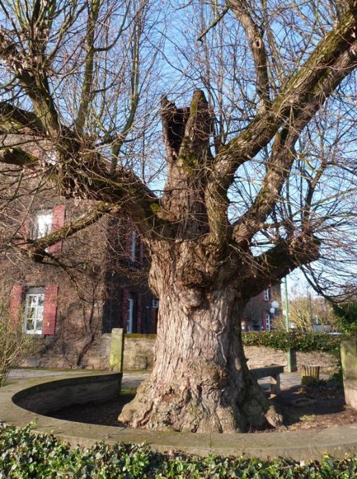 alter Baum an der Feldkirche in Feldkirchen