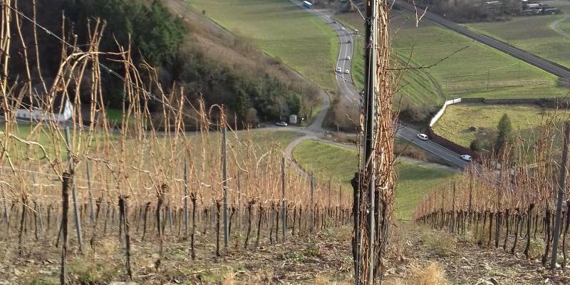 Weinbergsblick