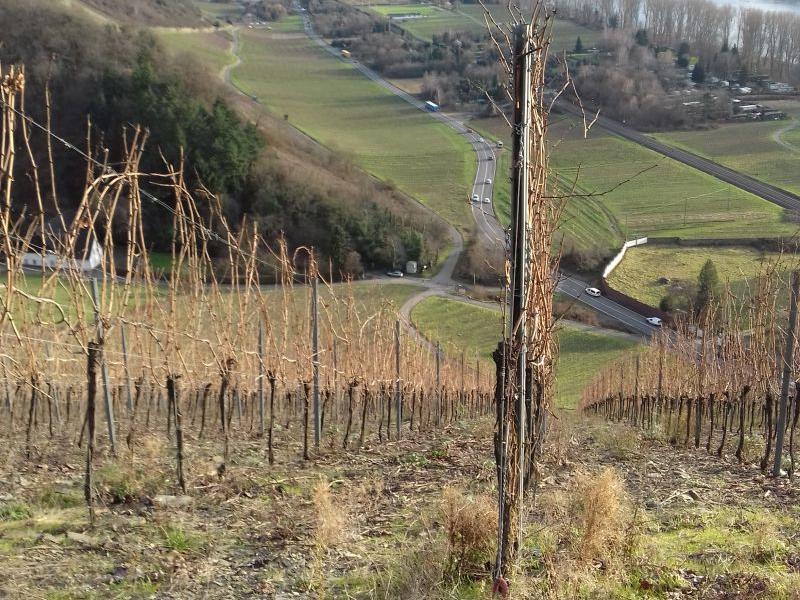 Weinbergsblick