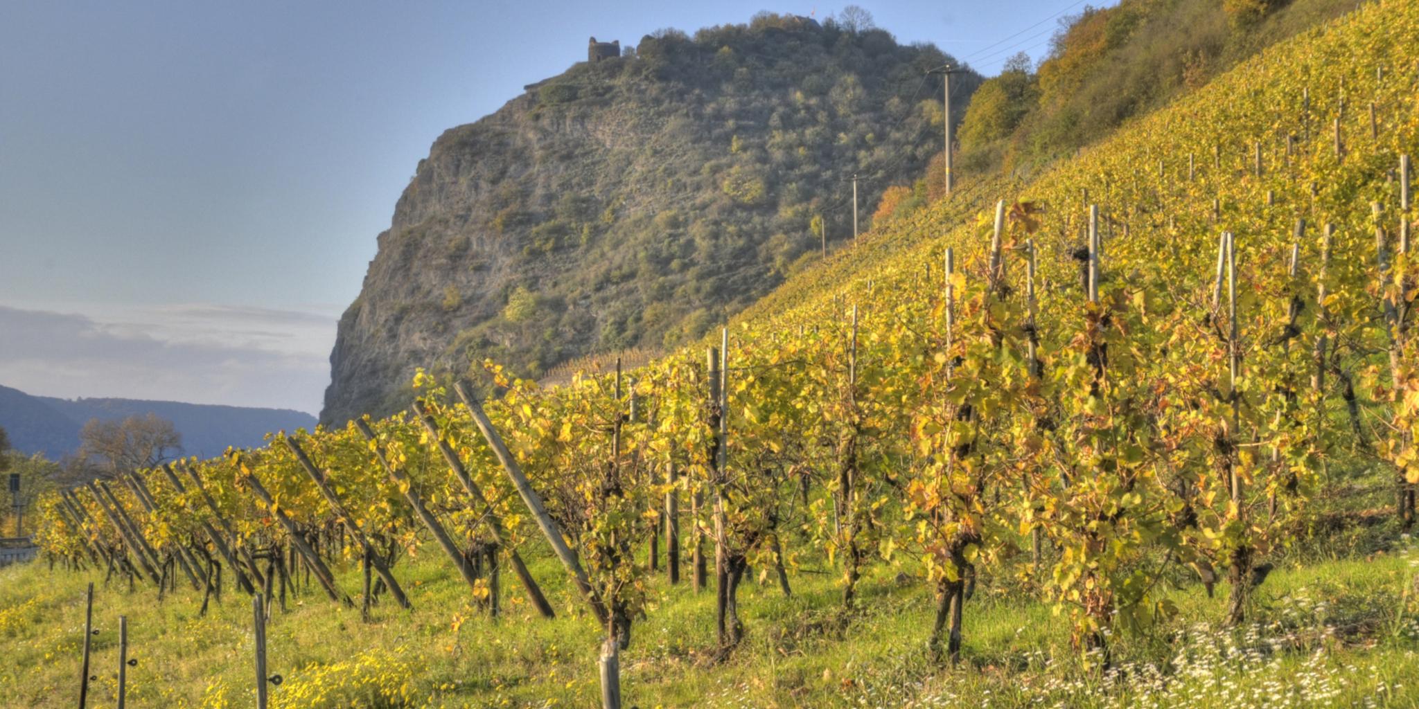 Weinberge unterhalb Burg Hammerstein