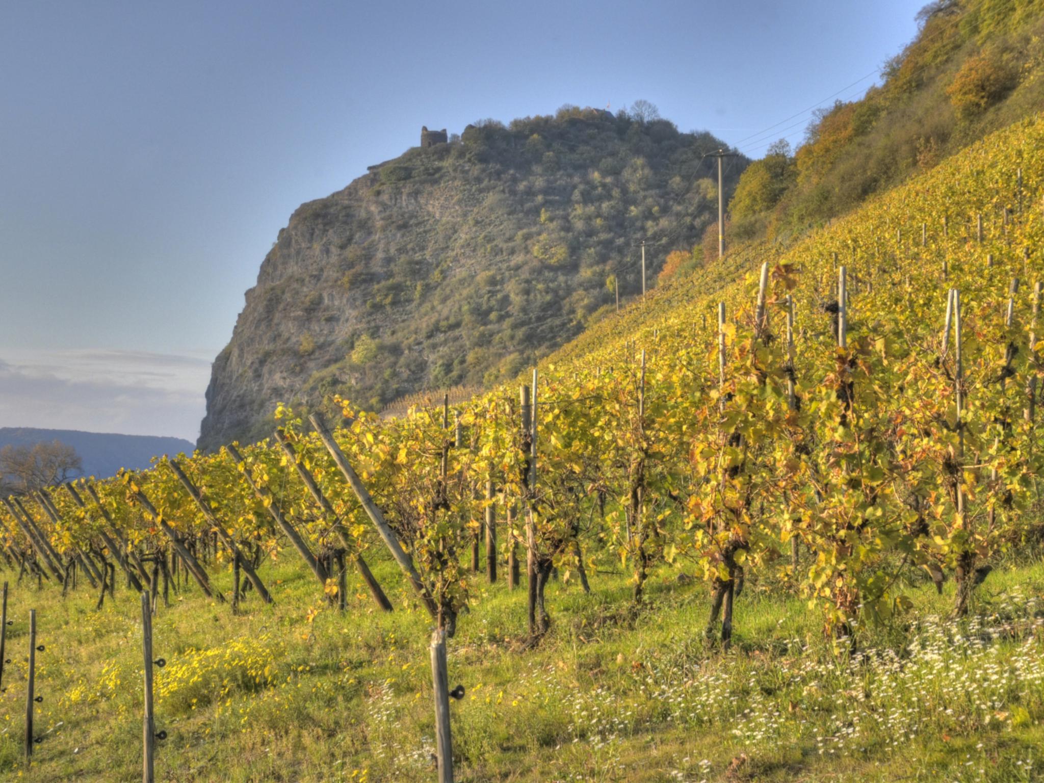 Weinberge unterhalb Burg Hammerstein